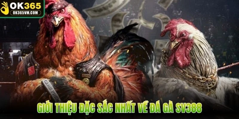 Giới thiệu đặc sắc nhất về đá gà SV388