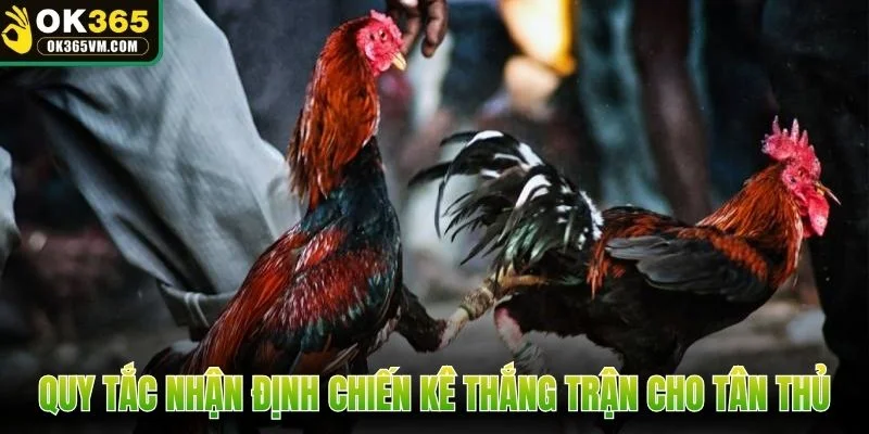 Quy tắc nhận định chiến kê thắng trận cho tân thủ
