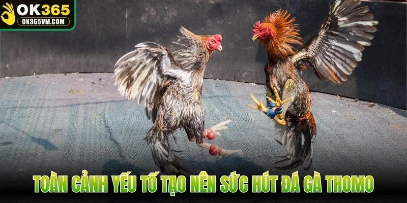 Toàn cảnh yếu tố tạo nên sức hút đá gà Thomo