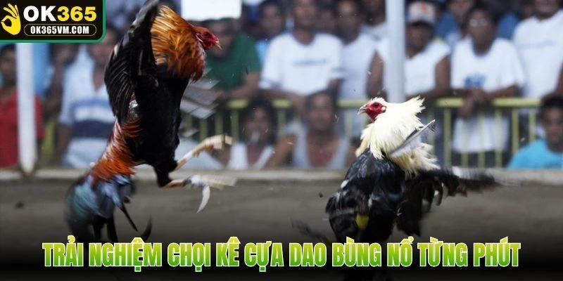 Trải nghiệm chọi kê cựa dao bùng nổ từng phút